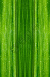 绿叶背景的格局宏观背景图片