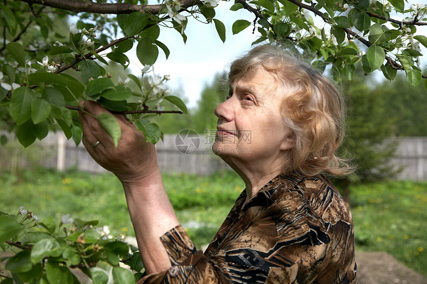老太婆把梨子花当人看医学家庭作业老年工作植物花园个人园艺家园林祖母图片