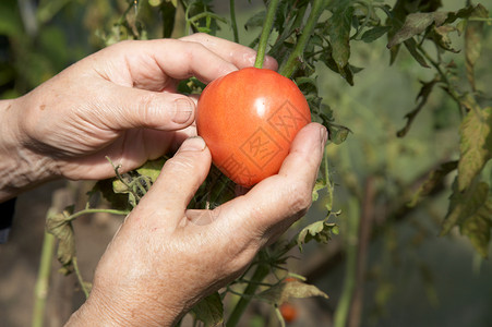 老太婆的手去摘番茄背景图片