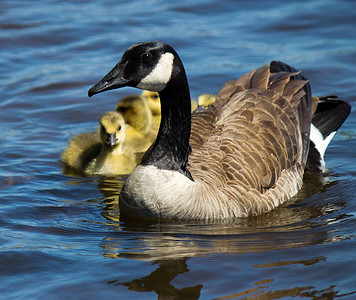 落霞与双雁加拿大鹅 与他们的年轻游泳黑雁小鹅羽毛游戏家庭母亲水禽池塘荒野动物背景