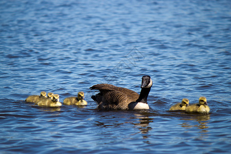 落霞与双雁加拿大鹅 与他们的年轻游泳婴儿池塘账单动物荒野黑雁小鹅水平羽毛母亲背景