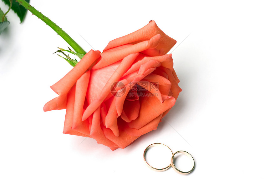 斯嘉丽脆弱的玫瑰和白色背景的两只结婚戒指图片