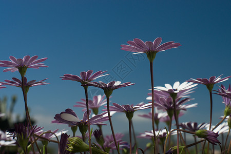 紫菊场地雏菊季节性植物群植物紫色花瓣花园背景图片