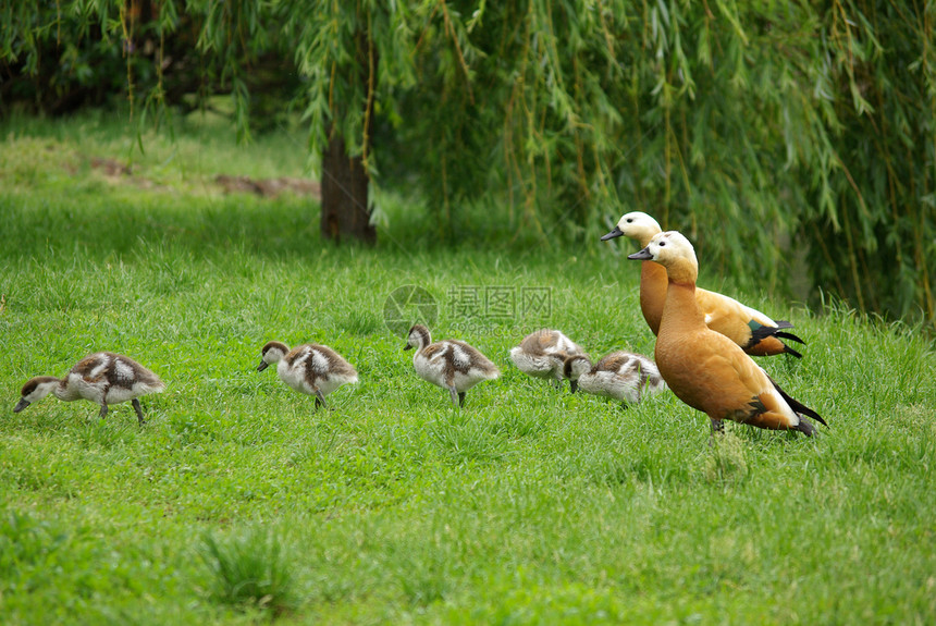 自然的鸭子家庭绿色旅行野生动物母亲鸟类领导后代小鸭子父母生存图片