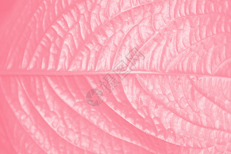 Pink 叶纹理叶子宏观背景图片