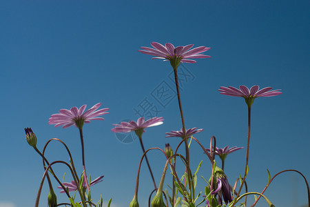 紫菊花瓣植物植物群紫色雏菊花园场地季节性背景图片