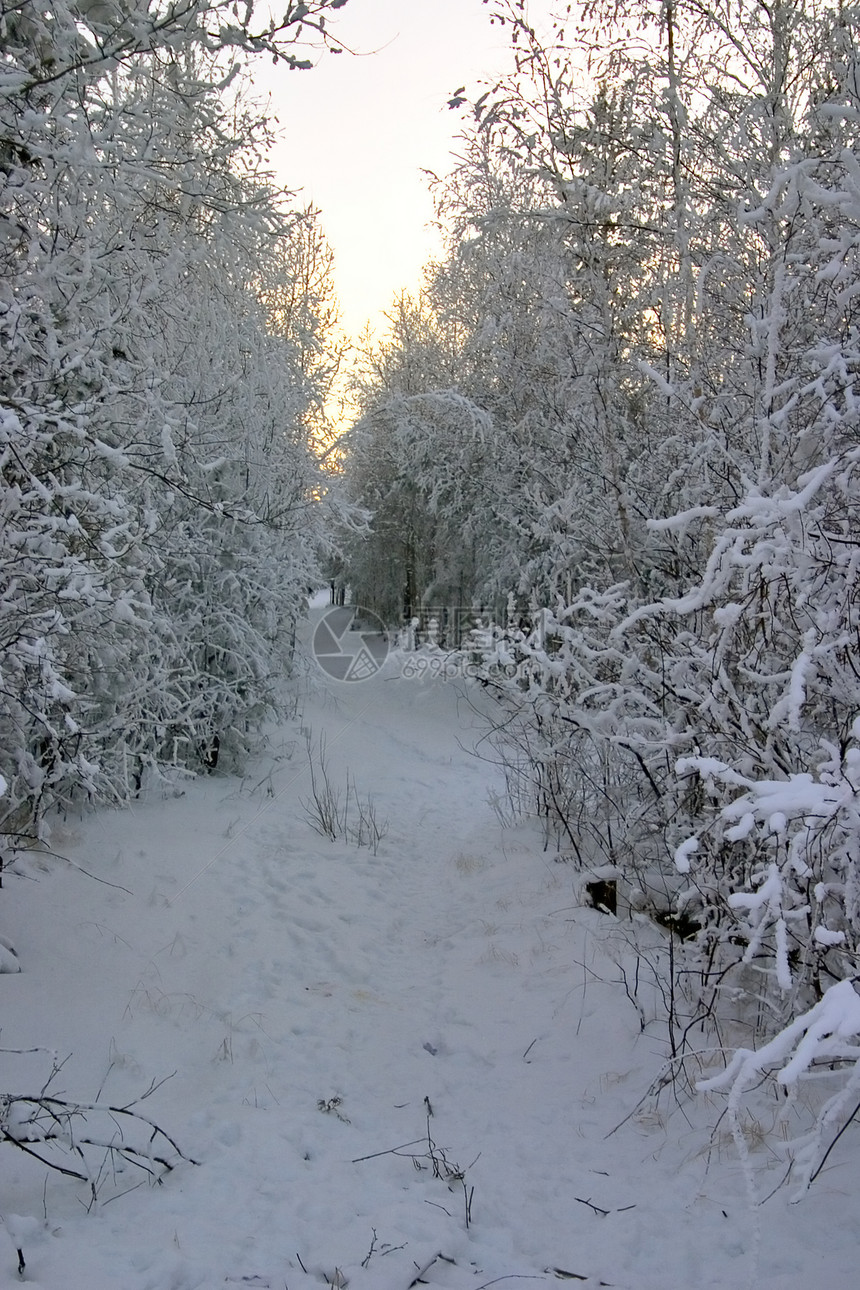 环绕着积雪树的公园中 有雪地漫行的道路图片