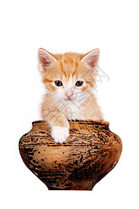 红小猫在泥锅里橙子工艺陶瓷虎斑食肉宠物平底锅动物陶器毛皮有条纹的高清图片素材