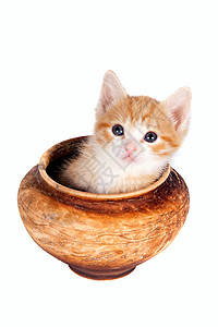 红小猫在泥锅里食肉制品动物工艺毛皮用具橙子晶须平底锅婴儿食肉动物高清图片素材