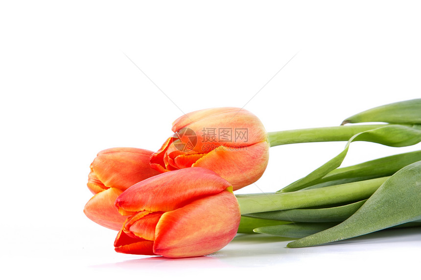 图利页周年红色紫色生日花朵绿色郁金香纪念日橙子叶子图片
