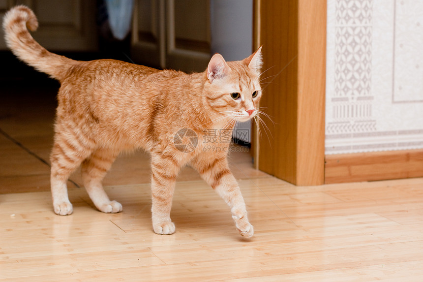 猫姿势毛皮白色打猎宠物猫科乐趣水平地面棕色图片