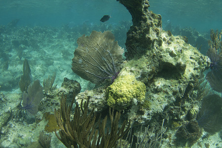 珊瑚礁海扇背景图片