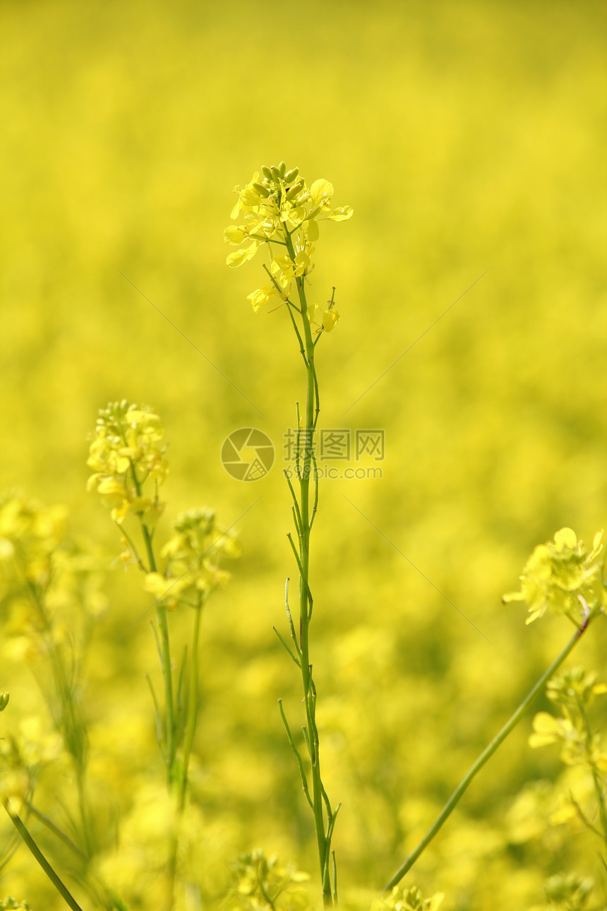 含有黄色花朵夏季背景的字段图片