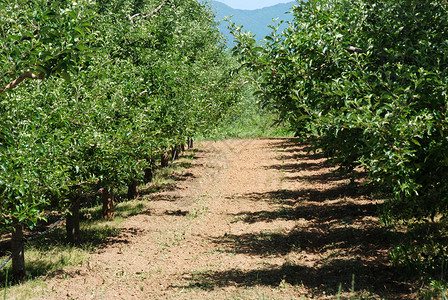 朱恩和马塞多尼亚的苹果果园高清图片