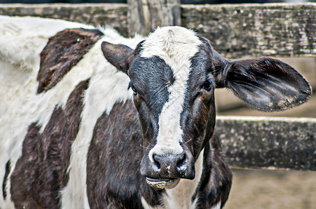 奶牛农业国家场地牧场栅栏背景图片