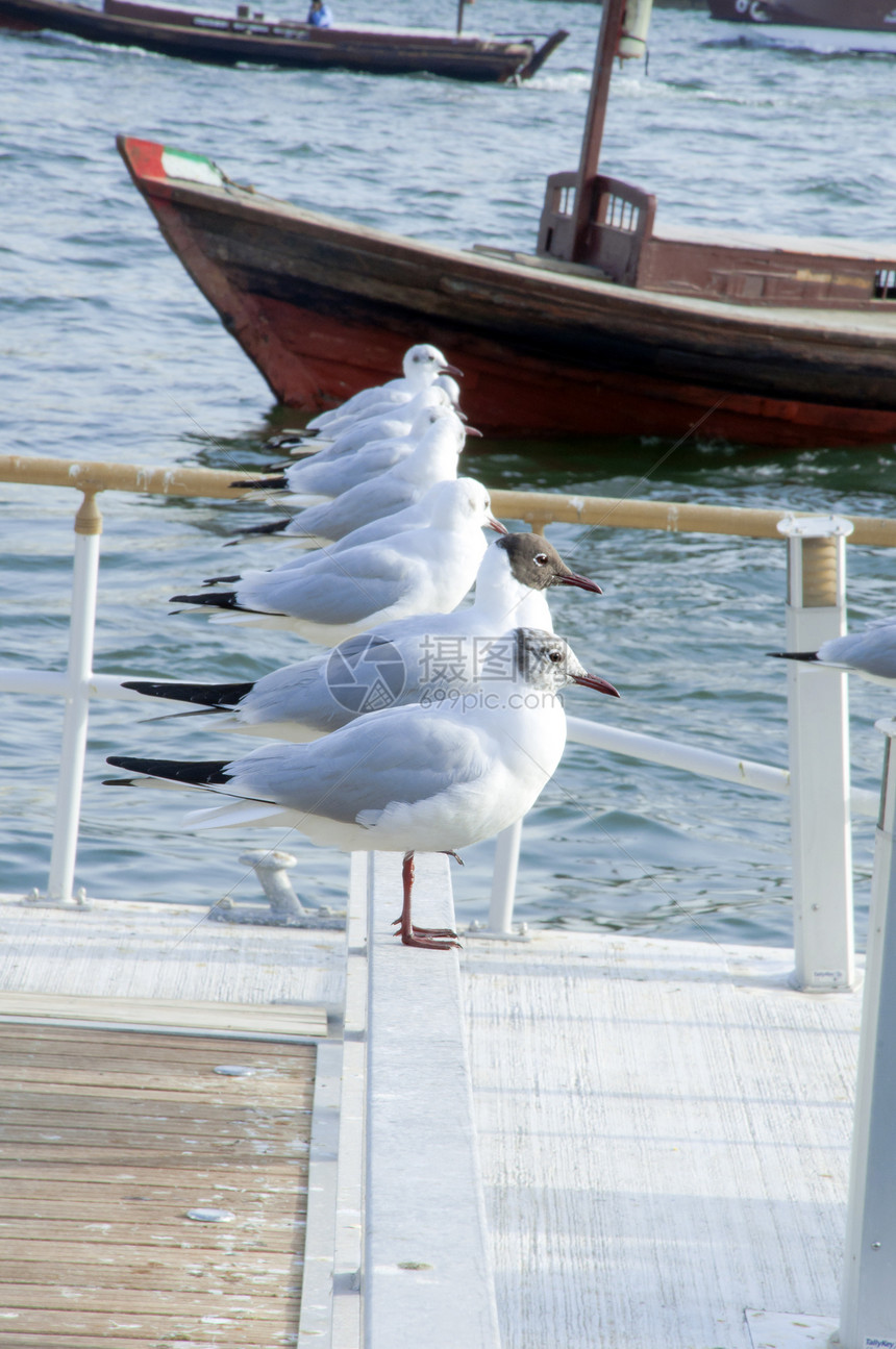 海鸥一行盐水浮标栏杆旗帜栖息地生态码头交通海浪笑鸥图片