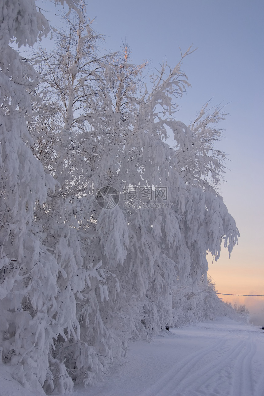 寒冬之夜 树枝和路边积雪图片