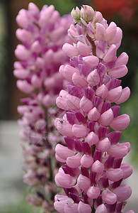 绳子植物幸福花蕾粉色背景图片