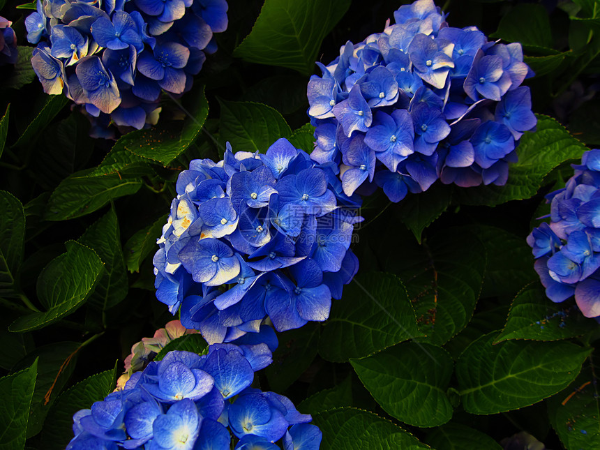 蓝蓝色黑兰花acolor植物群绿色花粉花园季节花瓣园艺绣球花植物季节性图片