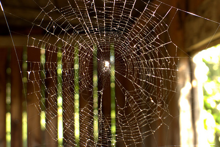 蜘蛛网窗户店铺蜘蛛木头背景图片