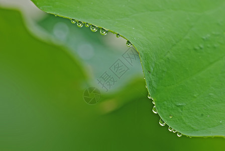 带水滴的莲叶叶绿色材料环境公园池塘背景图片