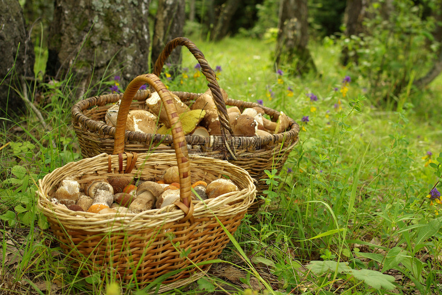 两篮蘑菇季节性植物树木环境生长草地棕色收成森林饮食图片