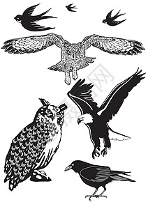 猫头鹰 燕子 乌鸦高清图片