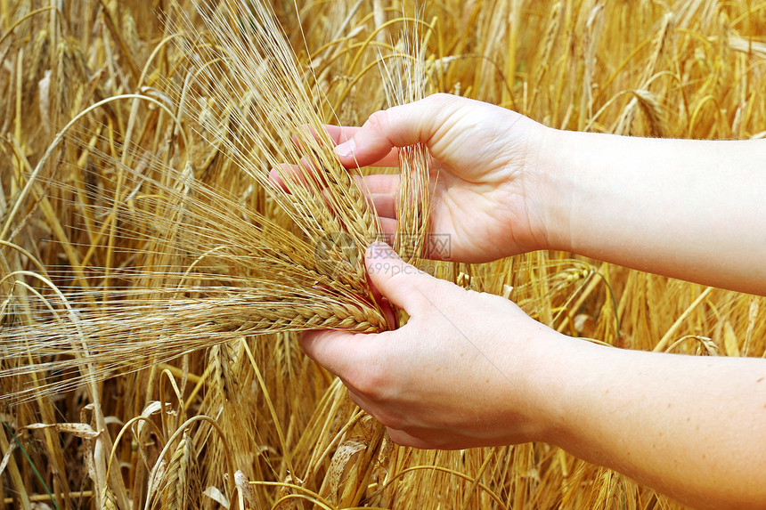 进食食品土地生长植物食物大麦谷物财富农学家场景粮食图片