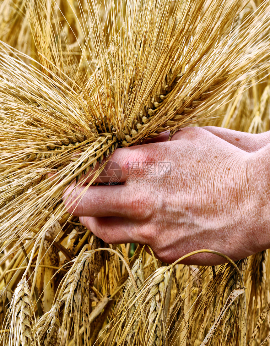 进食食品小麦天空耳朵土地手指场景玉米季节财富大麦图片