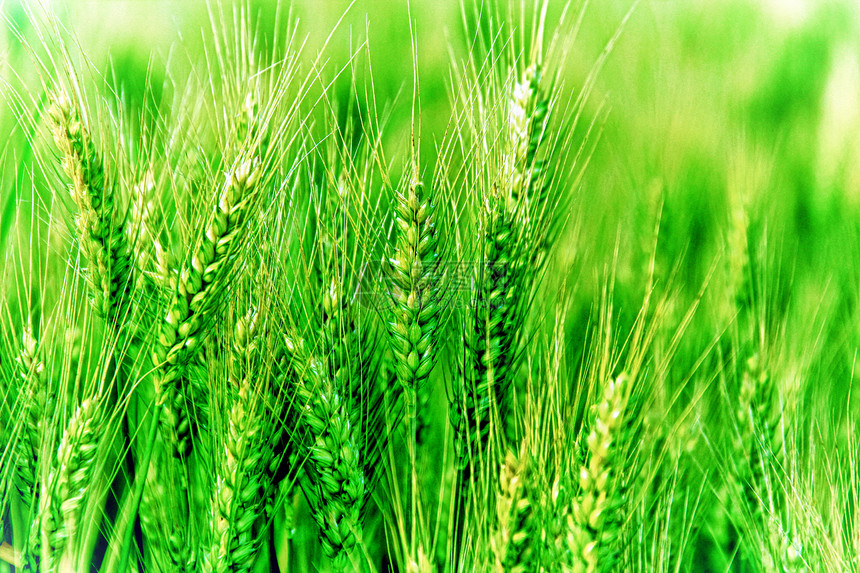 小麦粮食环境场地金子食物生活土地季节收成玉米图片