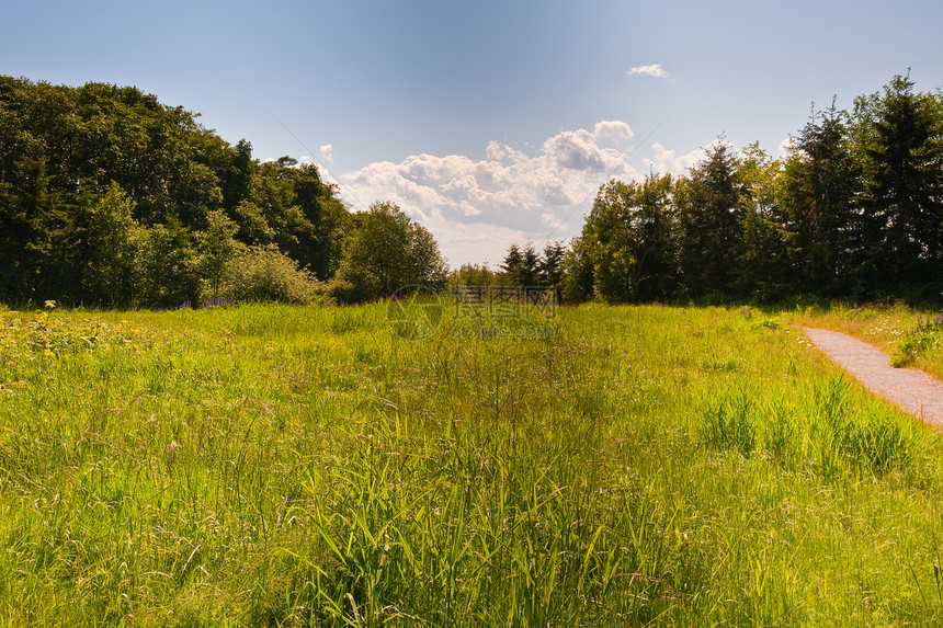 发现公园中的草地草原绿色土地场地场景季节树木乡村图片