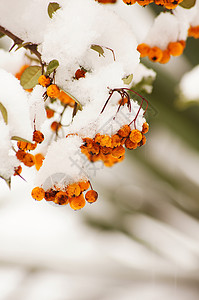 绣球荚蒾雪和冰下的红宝石玫瑰花园季节生活植物群水果蓝色园艺衬套太阳植物背景