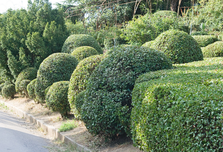 最高园艺美化水平风景植物学院子叶子树叶圆圈花园图片