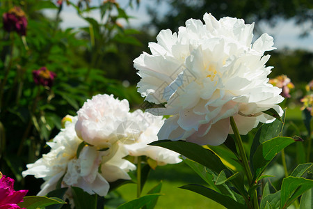 皮松花朵道森真花花园院子枢轴后院白色前院水平植物芍药花瓣背景图片