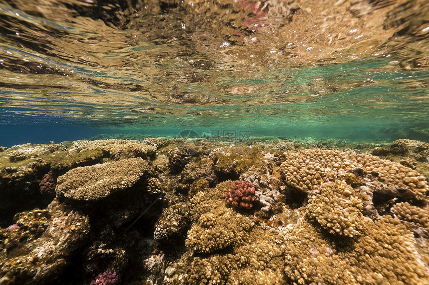 红海热带珊瑚礁异国生活潜水场景海洋天堂阳光盐水蓝色珊瑚图片
