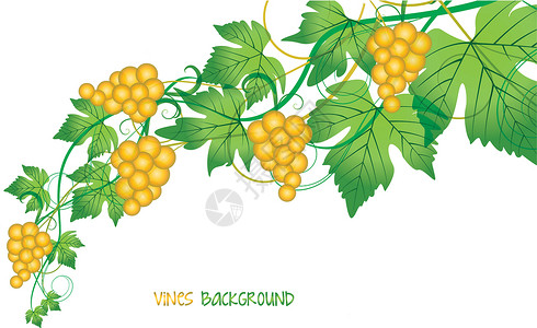 葡萄边界插图艺术酒厂植物框架水果食物收成生长背景图片