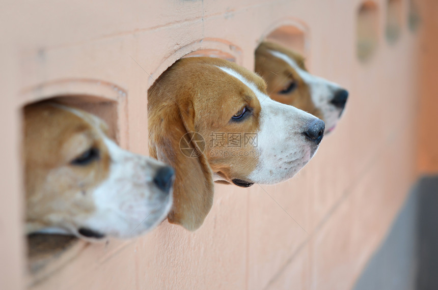 三只狗动物婴儿耳朵小狗鼻子猎犬皮带宠物眼睛衣领图片