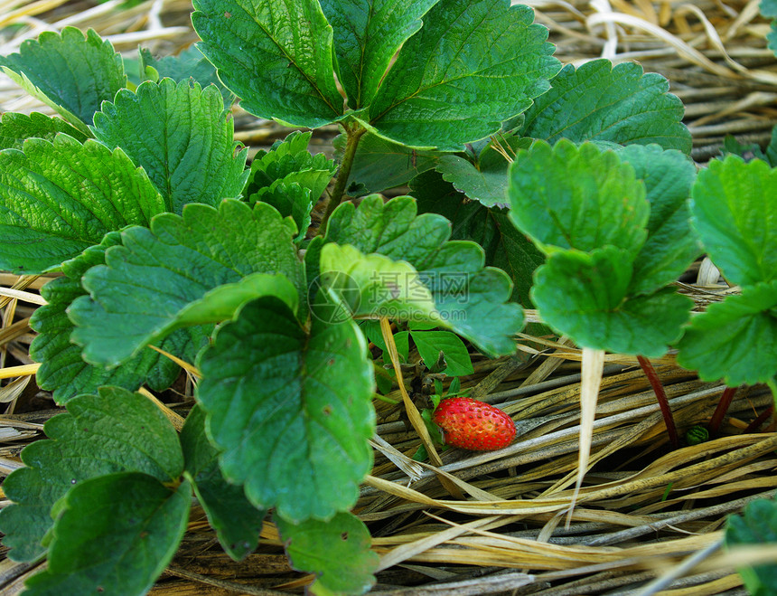 农场里的草莓红色农业花园黄色稻草植物农村图片