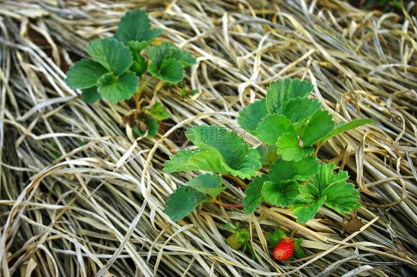 农场的草莓植物农村稻草红色花园农业黄色绿色图片