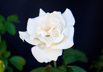 白玫瑰花摄影植物群黑色白色背景背景图片