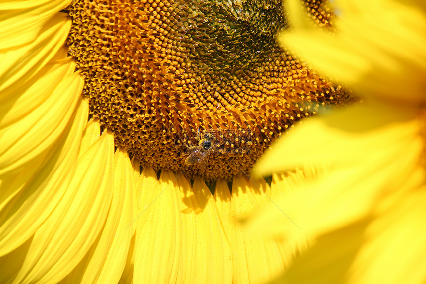 向日葵和蜜蜂夏季场景图片