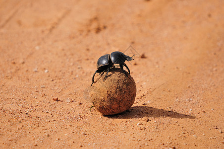 位于阿多大象国家公园的无飞行鸟甲虫高清图片