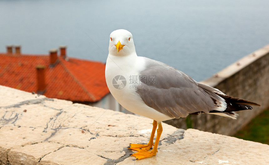 海鸥羽毛自由天空蓝色翅膀动物优美海鸟海滩支撑图片