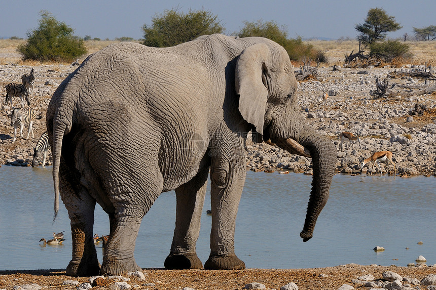 大象 纳米比亚Etosha国家公园动物动物群灌木象牙獠牙野生动物树干濒危大象哺乳动物图片