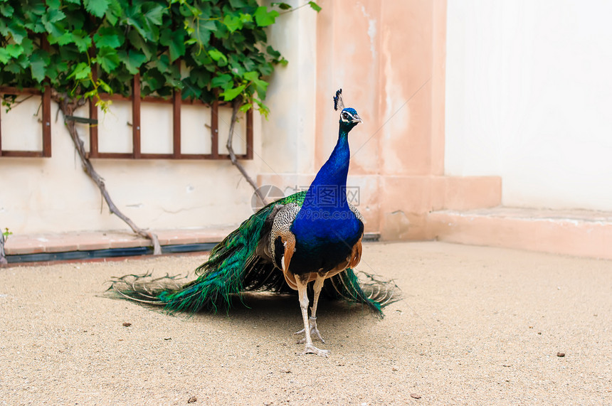 孔雀肖像仪式蓝色眼睛荒野尾巴男性动物园展示野鸡活力图片