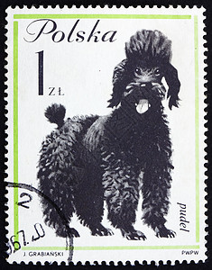 波兰 1963背景图片