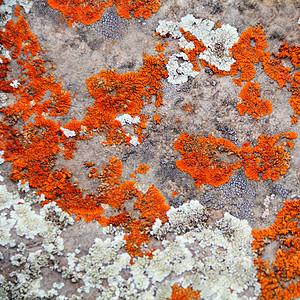 纹质苔藓石头霉菌矿物大理石墙纸沥青石英背景图片