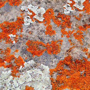 纹质苔藓大理石沥青霉菌石头矿物石英墙纸背景图片