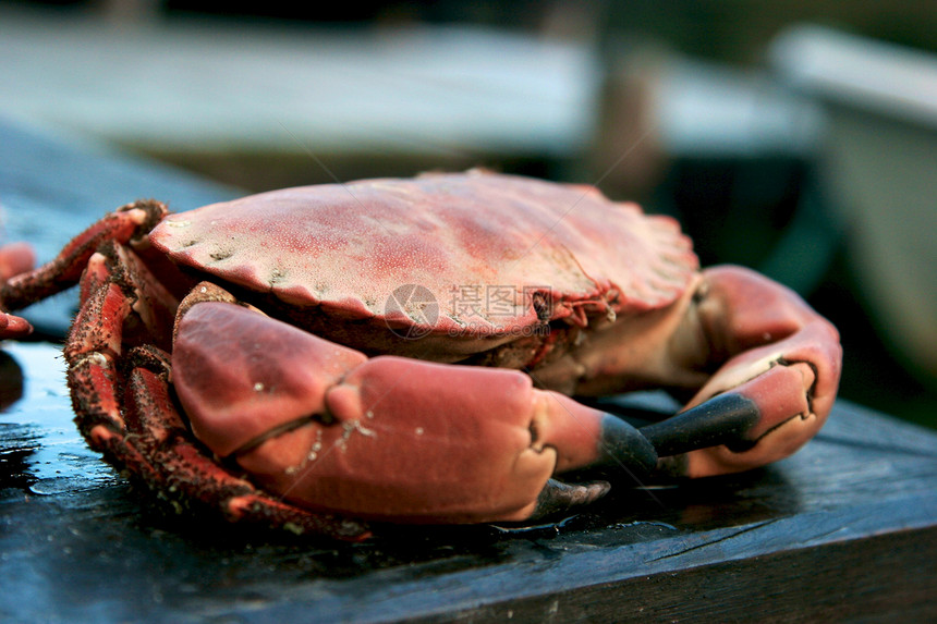 烹饪螃蟹橙子餐厅美味贝类海鲜平底锅海洋甲壳爪子动物图片