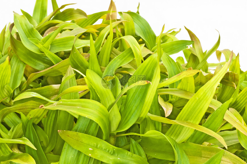 贝青草药品植物植物学生长烹饪文化活力癌症补品草本植物图片